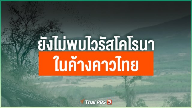 ยังไม่พบไวรัสโคโรนาในค้างคาวไทย
