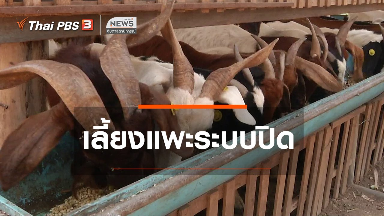 จับตาสถานการณ์ - ตะลุยทั่วไทย : เลี้ยงแพะระบบปิด