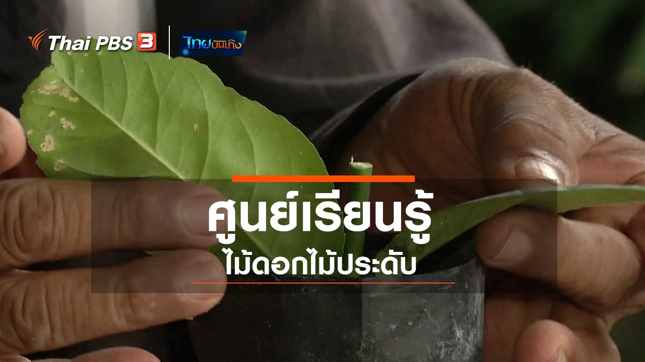 จับตาสถานการณ์ - ตะลุยทั่วไทย : ศูนย์เรียนรู้ไม้ดอกไม้ประดับ