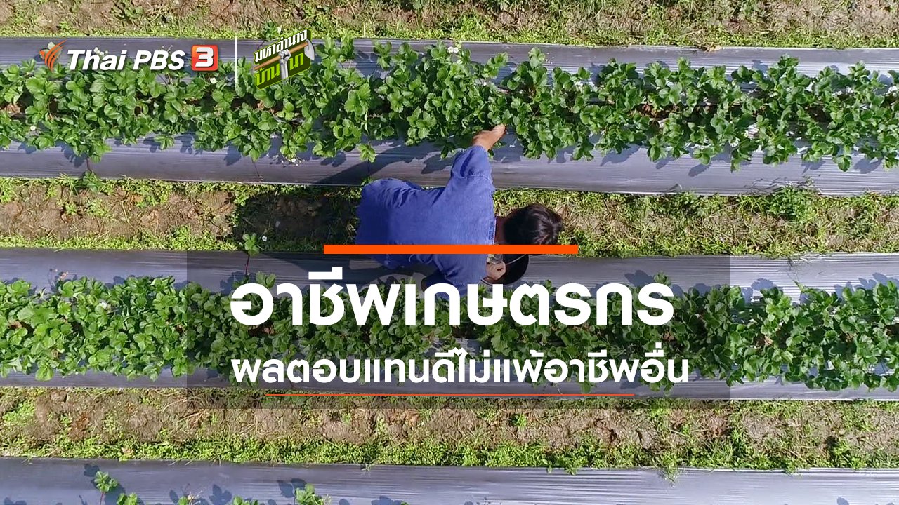 มหาอำนาจบ้านนา - อาชีพเกษตรกร ผลตอบแทนดีไม่แพ้อาชีพอื่น