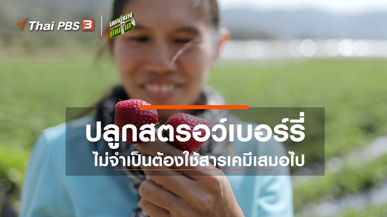 มหาอำนาจบ้านนา - ปลูกสตรอว์เบอร์รี่ ไม่จำเป็นต้องใช้สารเคมีเสมอไป