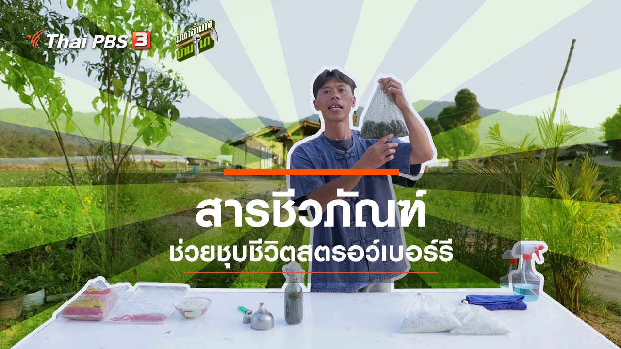 มหาอำนาจบ้านนา - สารชีวภัณฑ์ ช่วยชุบชีวิตสตรอว์เบอร์รี