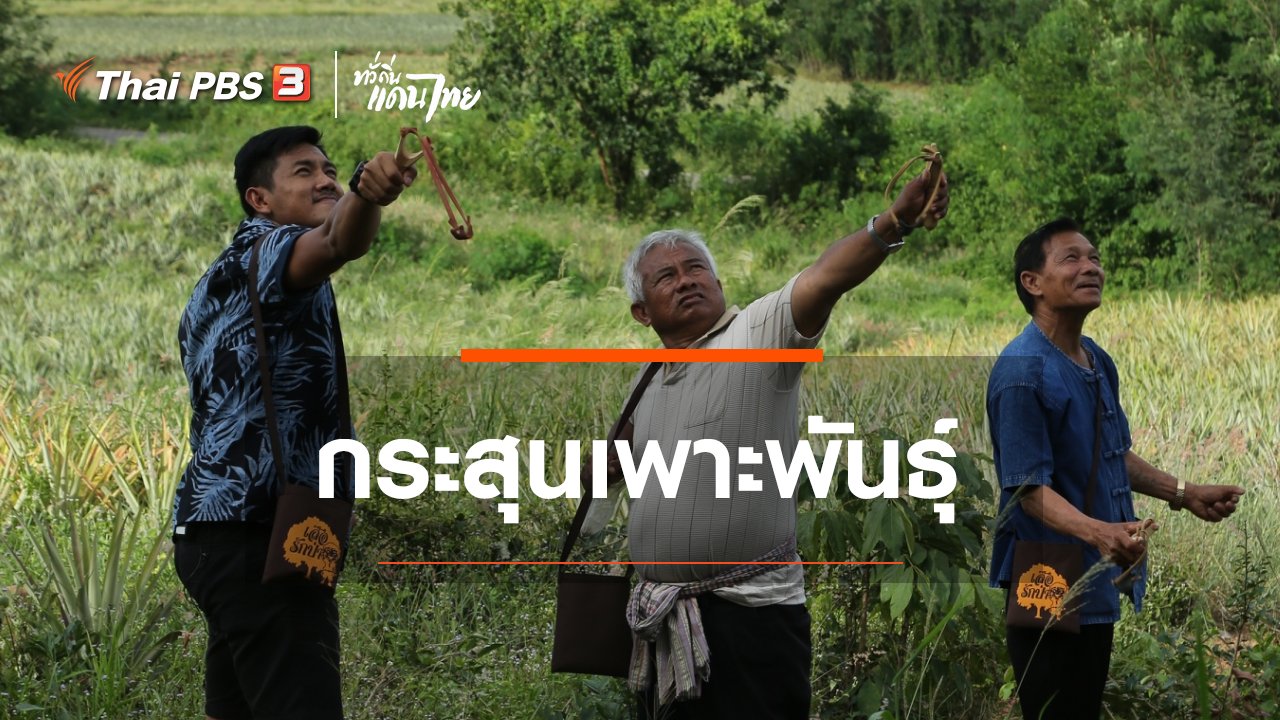 ทั่วถิ่นแดนไทย - เรียนรู้วิถีไทย : กระสุนเพาะพันธุ์