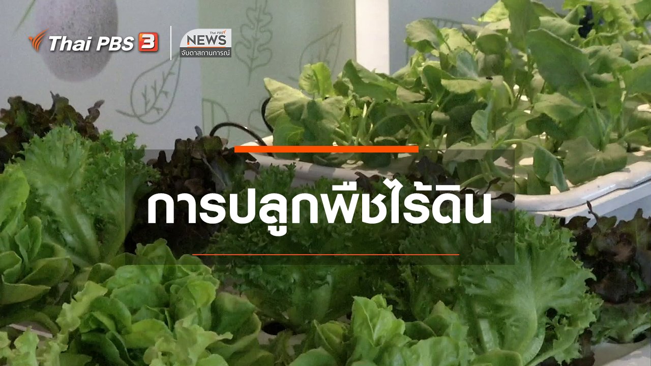 จับตาสถานการณ์ - ตะลุยทั่วไทย : การปลูกพืชไร้ดิน