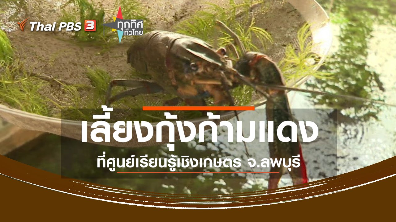 ทุกทิศทั่วไทย - ชุมชนทั่วไทย : เลี้ยงกุ้งก้ามแดงที่ศูนย์เรียนรู้เชิงเกษตร จ.ลพบุรี