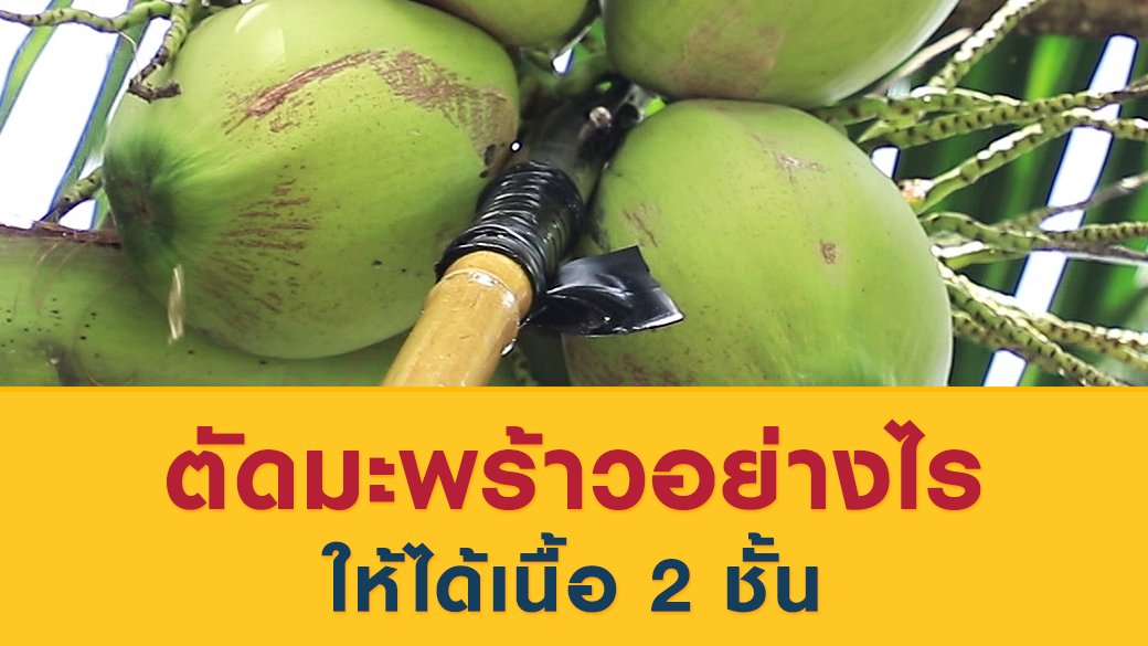 ซีรีส์วิถีคน - ตัดมะพร้าวอย่างไรให้ได้เนื้อ 2 ชั้น