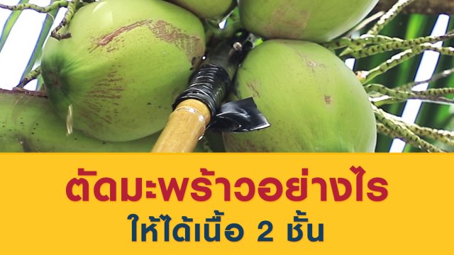 ตัดมะพร้าวอย่างไรให้ได้เนื้อ 2 ชั้น
