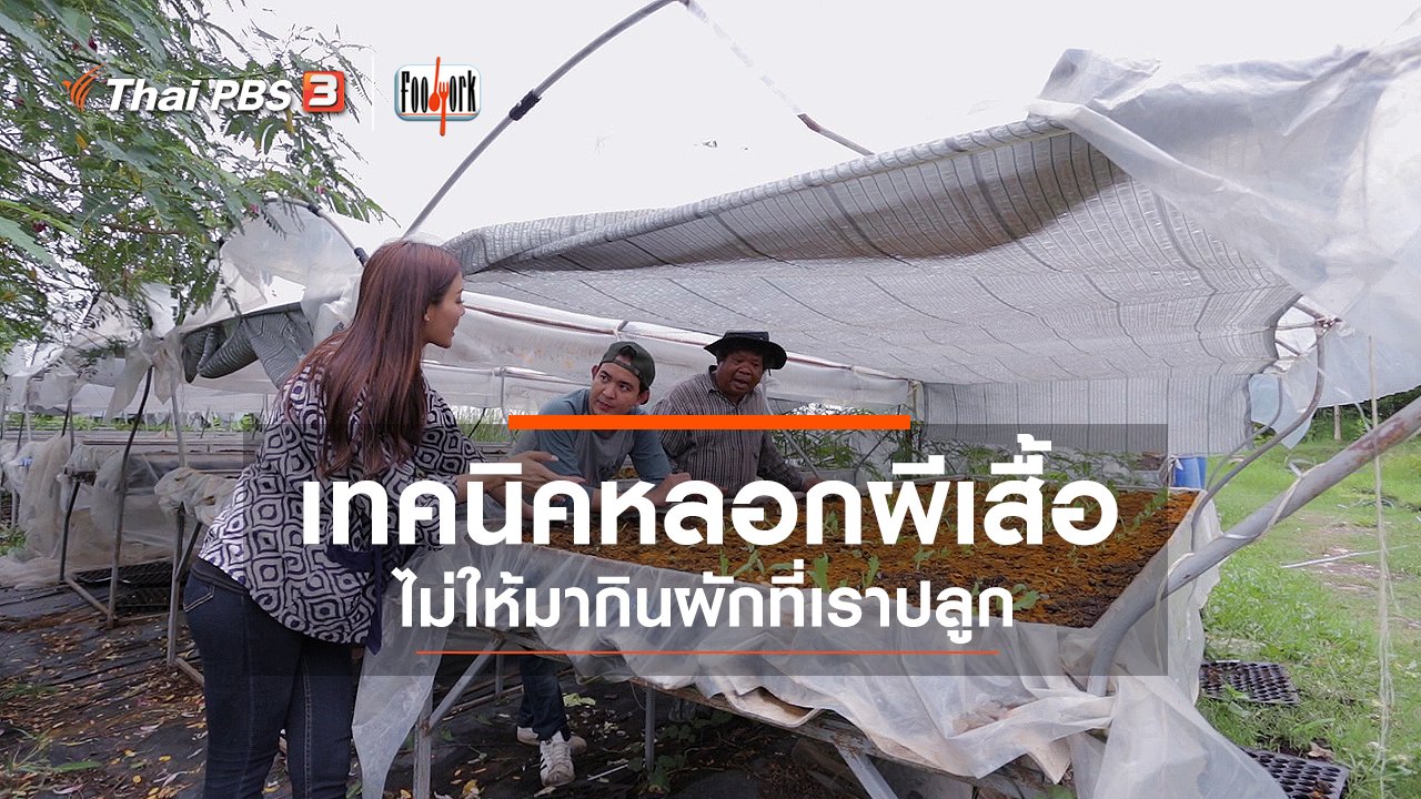 Foodwork - เทคนิคหลอกผีเสื้อไม่ให้มากินผักที่เราปลูก