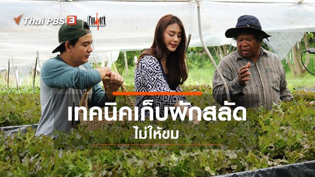 เทคนิคเก็บผักสลัดไม่ให้ขม