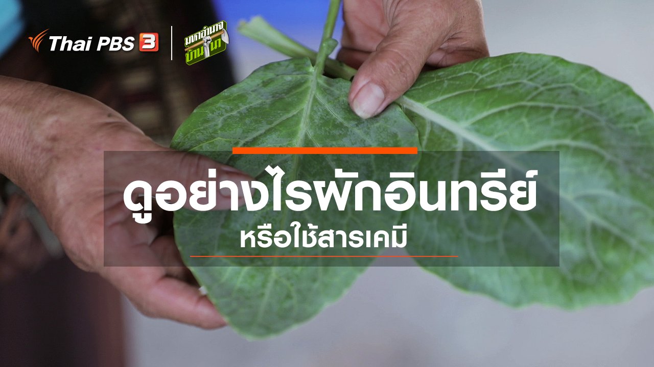 มหาอำนาจบ้านนา - ดูอย่างไรผักอินทรีย์หรือใช้สารเคมี
