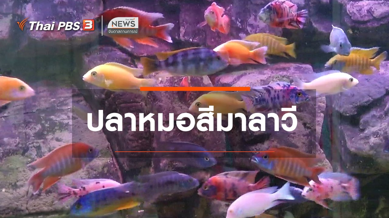 จับตาสถานการณ์ - ตะลุยทั่วไทย : ปลาหมอสีมาลาวี