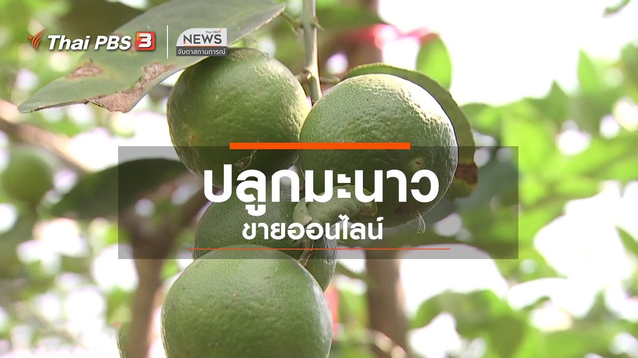 จับตาสถานการณ์ - ตะลุยทั่วไทย : ปลูกมะนาวขายออนไลน์