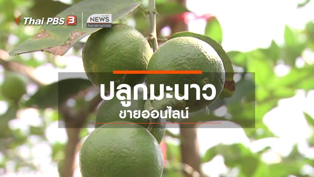ตะลุยทั่วไทย : ปลูกมะนาวขายออนไลน์