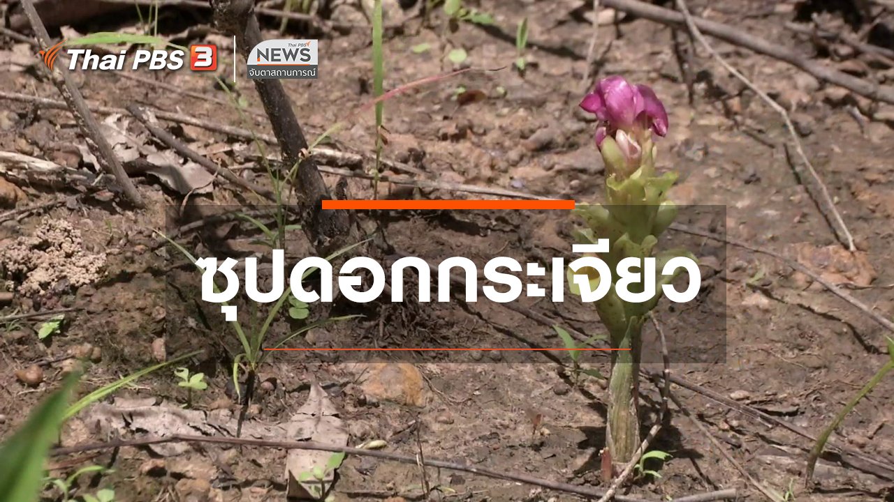 จับตาสถานการณ์ - ตะลุยทั่วไทย : ซุปดอกกระเจียว