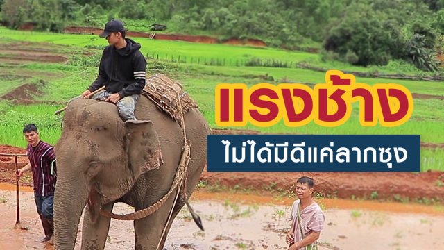 แรงช้างไม่ได้มีดีแค่ลากซุง!!