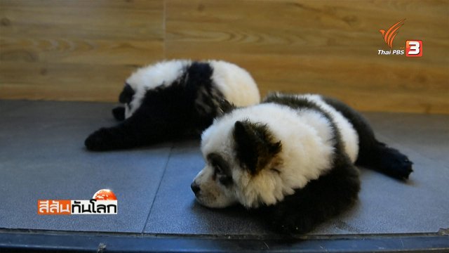 คาเฟ่สุนัขลายแพนด้า