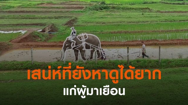 "ช้างไถนา" วิถีคนพึ่งช้าง