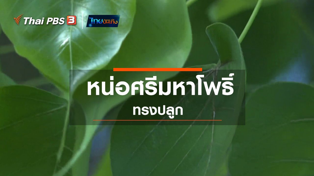 ไทยบันเทิง - เรื่องนี้มีตำนาน : หน่อศรีมหาโพธิ์ทรงปลูก