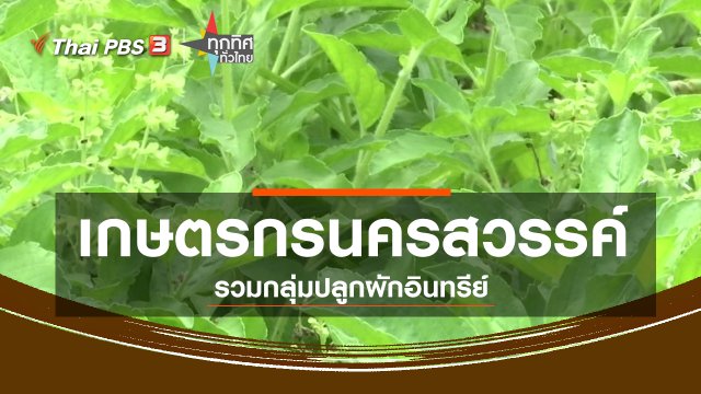 ชุมชนทั่วไทย : เกษตรกรนครสวรรค์รวมกลุ่มปลูกผักอินทรีย์