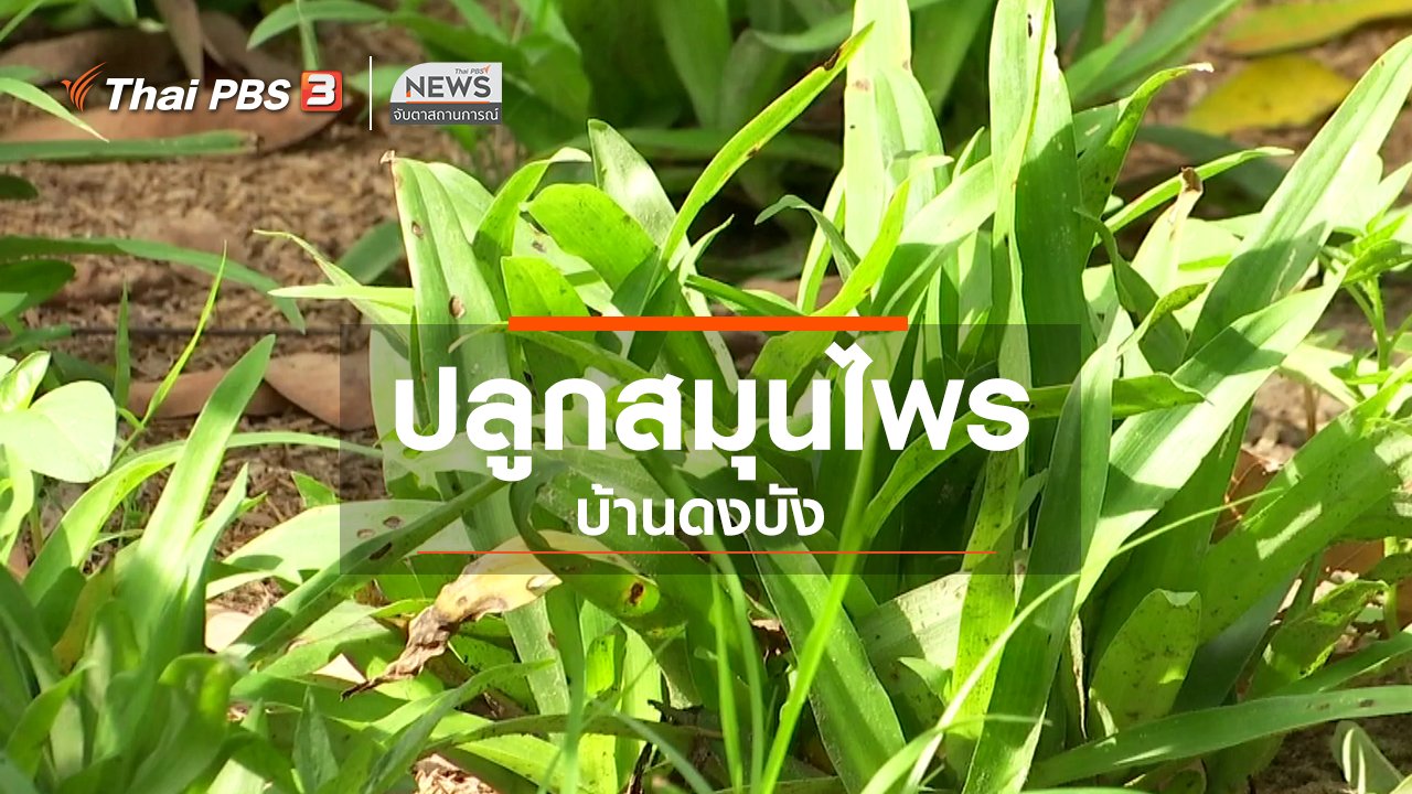 จับตาสถานการณ์ - ตะลุยทั่วไทย : ปลูกสมุนไพรบ้านดงบัง