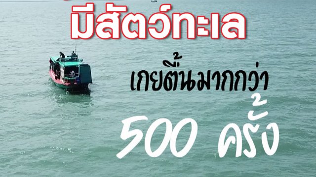 รู้หรือไม่...ปี 2560 มีสัตว์ทะเลเกยตื้นมากกว่า 500 ครั้ง!!