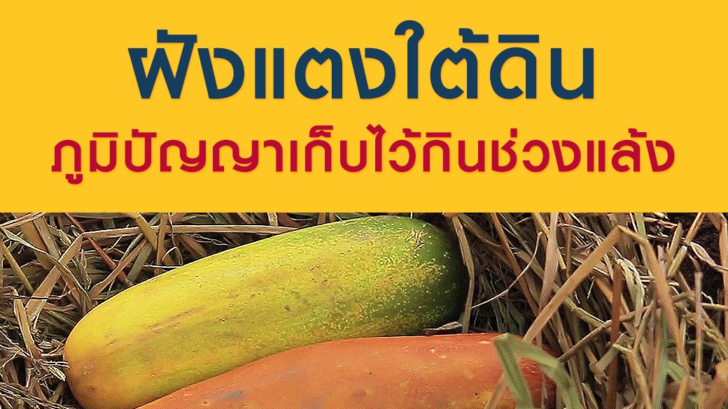 ซีรีส์วิถีคน - "ฝังแตงใต้ดิน" ภูมิปัญญาเก็บไว้กินช่วงแล้ง
