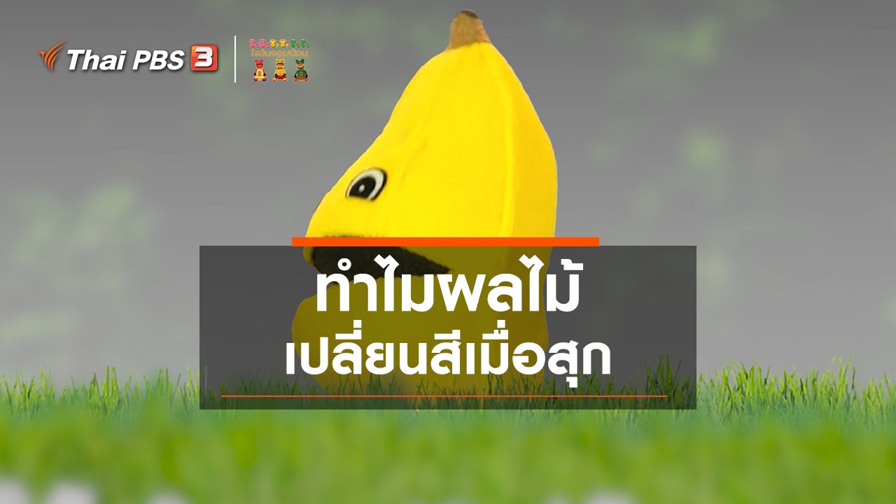 TataTitiToto ไดโนมหัศจรรย์ - เกร็ดน่ารู้กับตาต้าตีตี้โตโต้ : ทำไมผลไม้เปลี่ยนสีเมื่อสุก