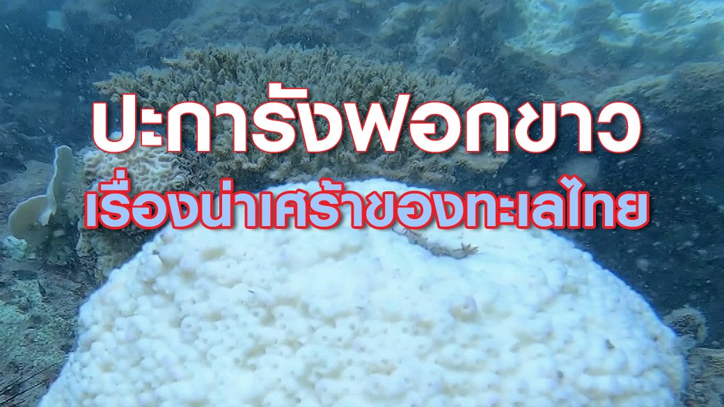 2 องศา วิกฤตอากาศเปลี่ยน - "ปะการังฟอกขาว" เรื่องน่าเศร้าของทะเลไทย