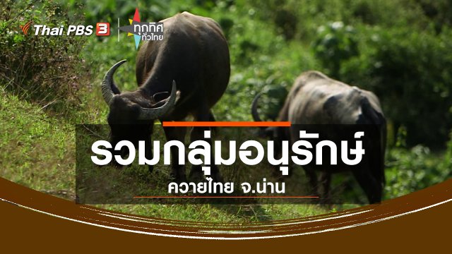ชุมชนทั่วไทย : รวมกลุ่มอนุรักษ์ควายไทย จ.น่าน
