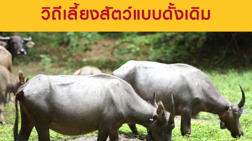 ซีรีส์วิถีคน - เลี้ยงวัวควายแบบปล่อยป่า วิถีเลี้ยงสัตว์แบบดั้งเดิม