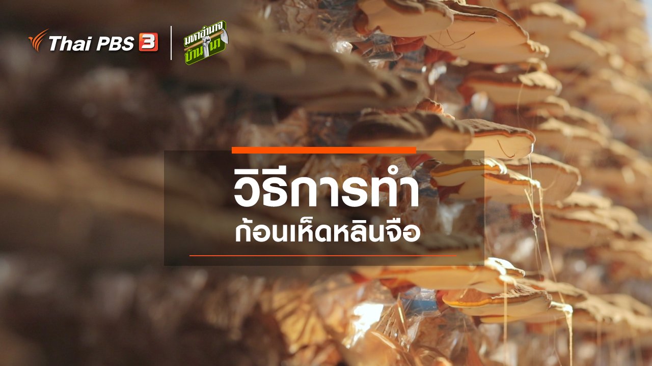 มหาอำนาจบ้านนา - สูตรลับฉบับบ้านนา : วิธีการทำก้อนเห็ดหลินจือ