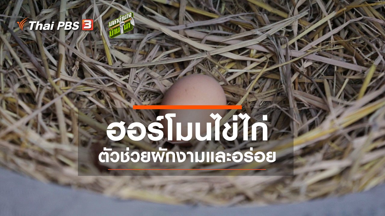 มหาอำนาจบ้านนา - ฮอร์โมนไข่ไก่ ตัวช่วยผักงามและอร่อย