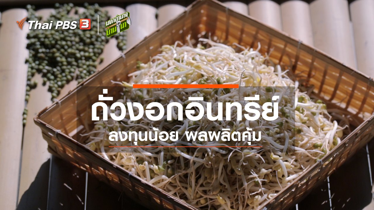 มหาอำนาจบ้านนา - ถั่วงอกอินทรีย์ ลงทุนน้อย ผลผลิตคุ้ม