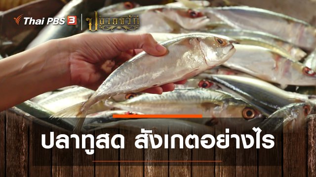 ปลาทูสด สังเกตอย่างไร