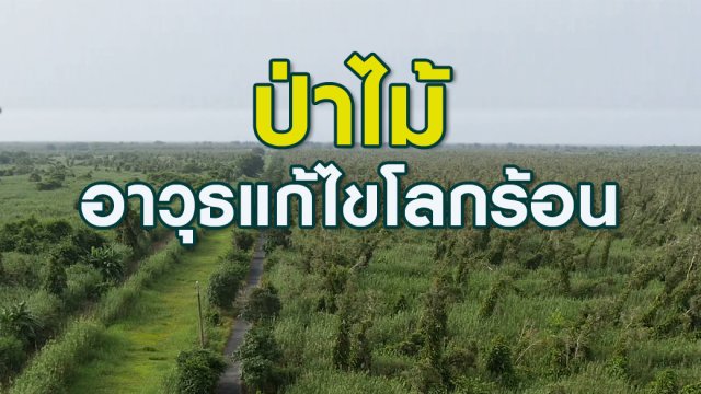 "ป่าไม้" อาวุธแก้ไขโลกร้อน
