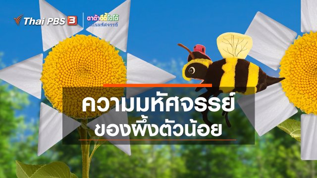 เกร็ดน่ารู้กับตาต้าตีตี้โตโต้ : ความมหัศจรรย์ของผึ้งตัวน้อย