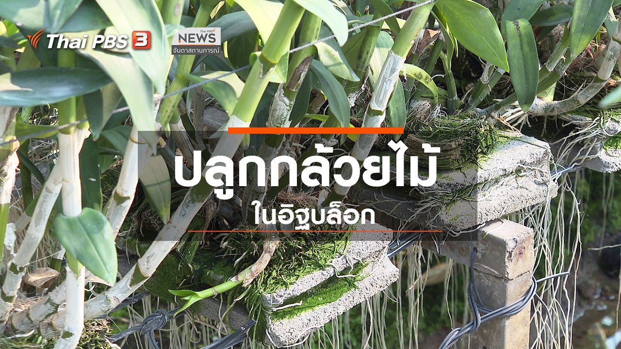 จับตาสถานการณ์ - ตะลุยทั่วไทย : ปลูกกล้วยไม้ในอิฐบล็อก