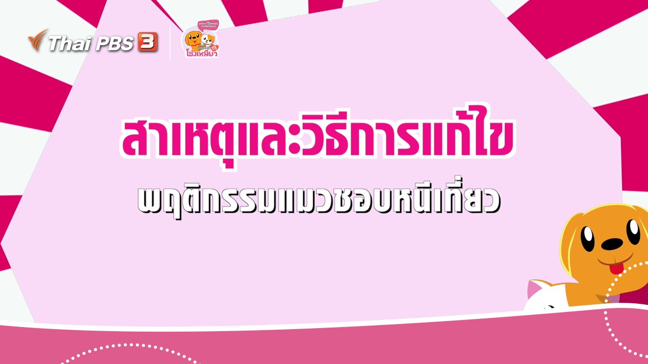ผู้พิทักษ์รักโฮ่งเหมียว - เคล็ดไม่ลับดูแลโฮ่งเหมียว : สาเหตุและวิธีการแก้ไข พฤติกรรมแมวชอบหนีเที่ยว