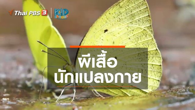 คิดส์เรียนรู้ : ผีเสื้อนักแปลงกาย