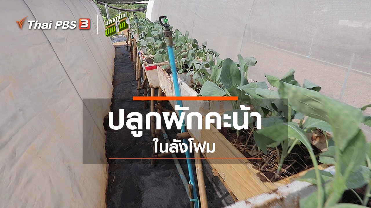 มหาอำนาจบ้านนา - สูตรลับฉบับบ้านนา : ปลูกผักคะน้าในลังโฟม