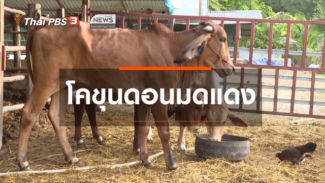 ​ตะลุยทั่วไทย : โคขุนดอนมดแดง