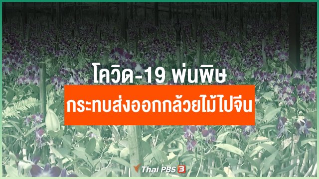 โควิด-19 พ่นพิษกระทบส่งออกกล้วยไม้ไปจีน