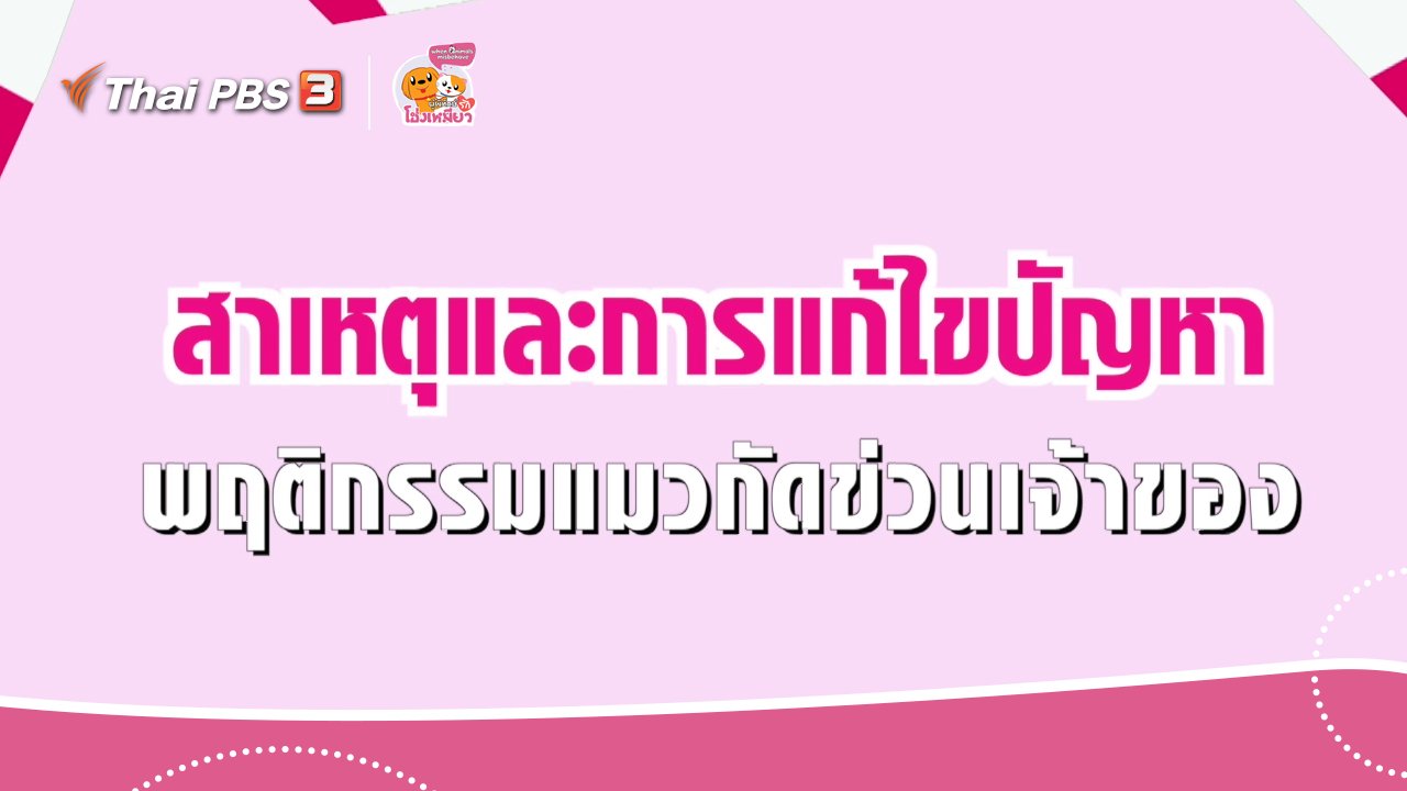 ผู้พิทักษ์รักโฮ่งเหมียว - เคล็ดไม่ลับดูแลโฮ่งเหมียว : สาเหตุและการแก้ไขแมวกัดข่วนเจ้าของ