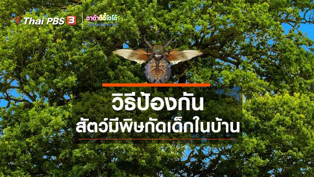 เกร็ดน่ารู้กับตาต้าตีตี้โตโต้ : วิธีป้องกันสัตว์มีพิษกัดเด็กในบ้าน