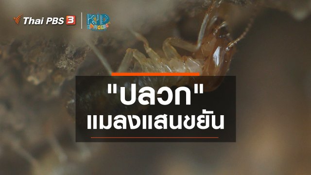 คิดส์เรียนรู้ : "ปลวก" แมลงแสนขยัน