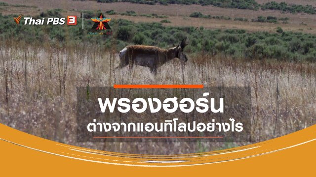 เรื่องเล่าการเดินทาง : พรองฮอร์น ต่างจากแอนทิโลปอย่างไร
