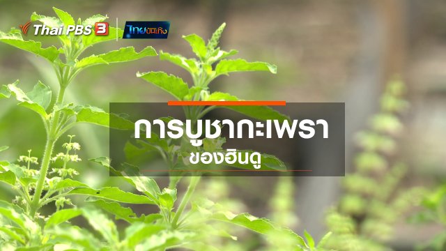 เรื่องนี้มีตำนาน : การบูชากะเพราของฮินดู