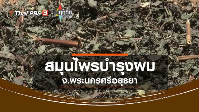 สมุนไพรบำรุงผมกะเม็ง ทองพันชั่ง จ.พระนครศรีอยุธยา