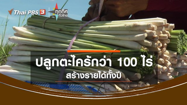 ปลูกตะไคร้กว่า 100 ไร่ สร้างรายได้ทั้งปี