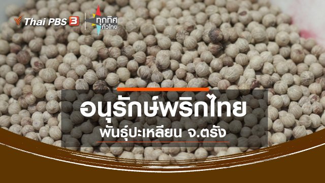 อนุรักษ์พริกไทยพันธุ์ปะเหลียน จ.ตรัง